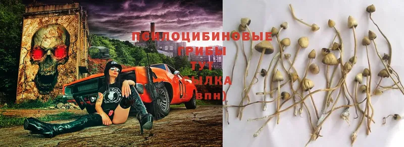 Псилоцибиновые грибы Magic Shrooms  как найти   Курганинск 